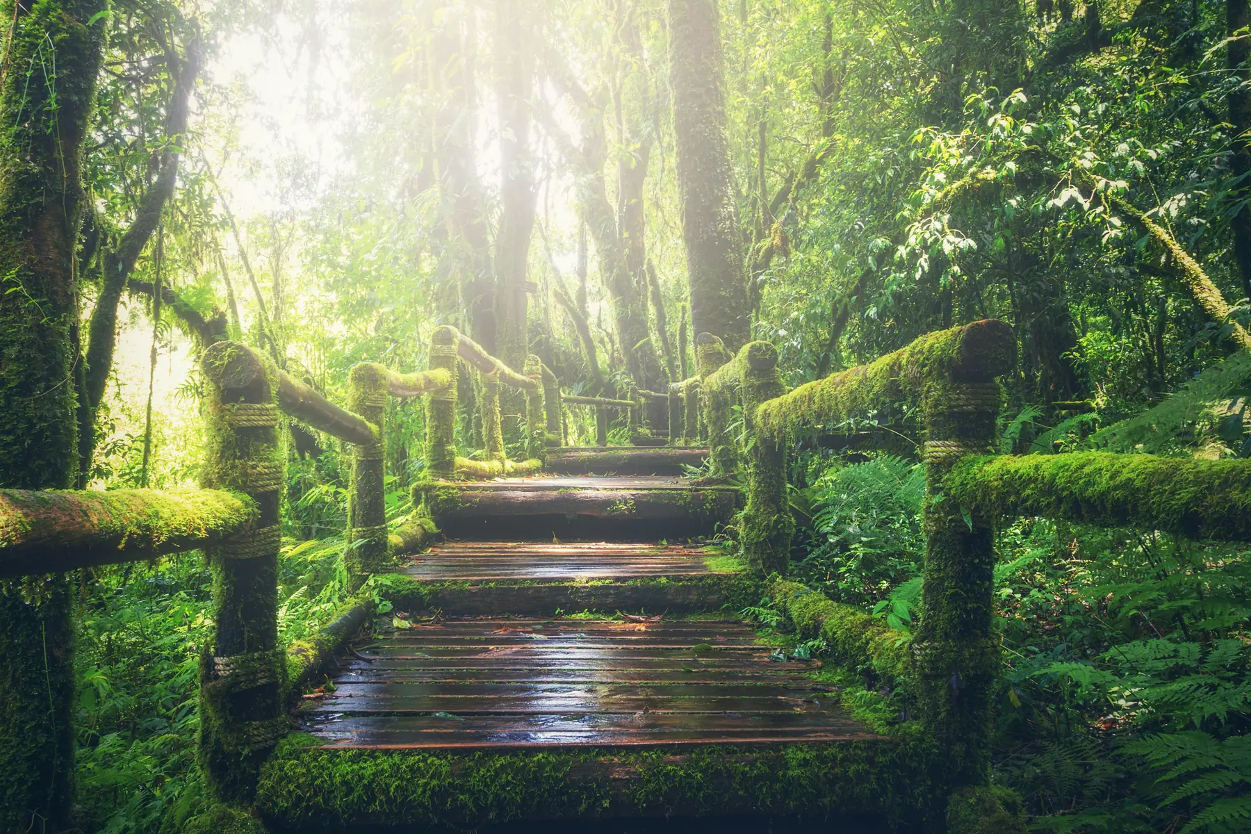 A mossy wooden walkway climbing through sunlit forest
