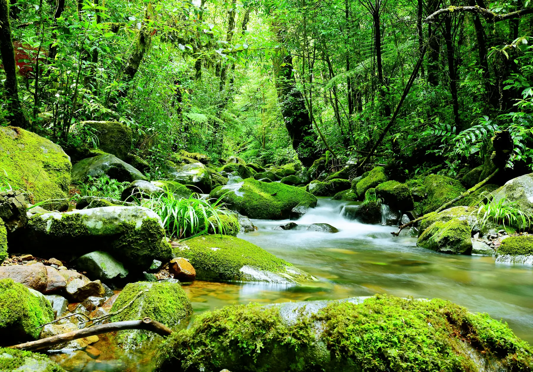 A shallow stream running over mossed stones in dense green forest